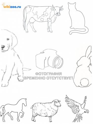 Щипцы для мечения выщипами на ушах Прямоугольные